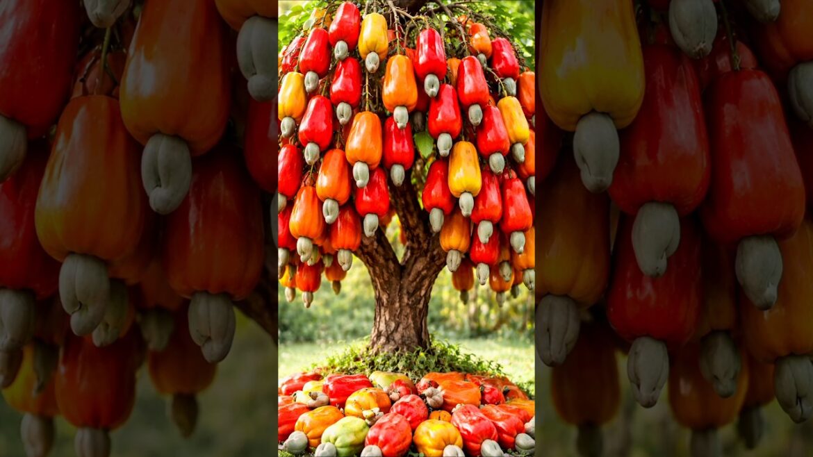 Quick and easy technique for propagating and growing cashew fruit trees #garden #plant #farm Quick and easy technique for propagating and growing cashew fruit trees #garden #plant #farm