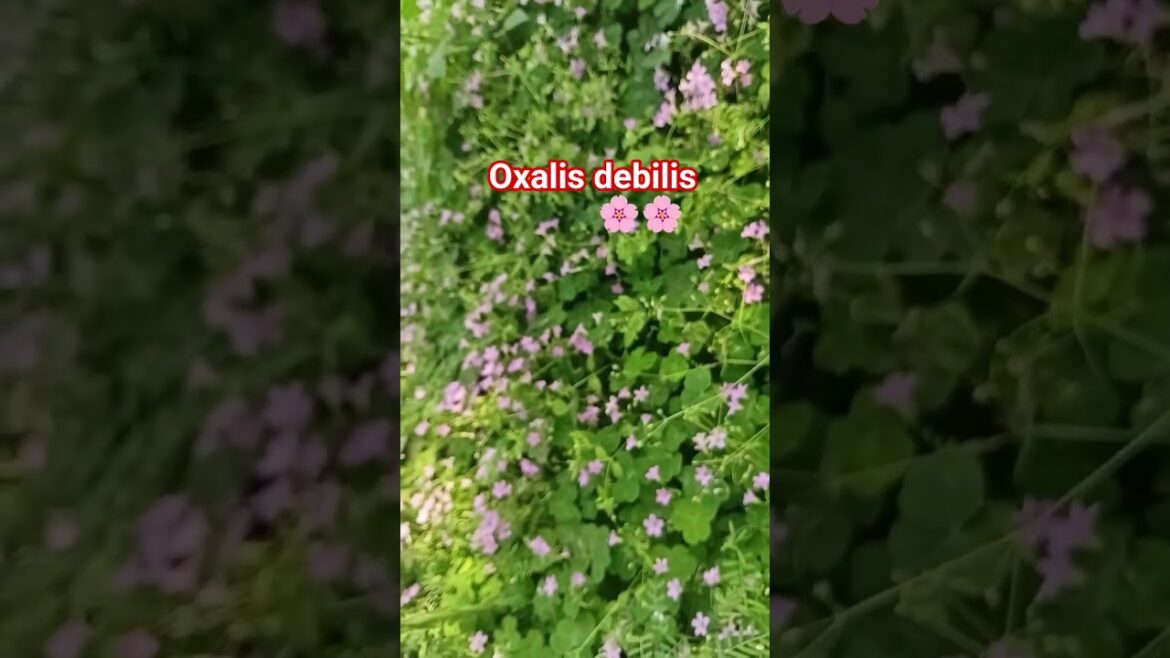 ๐ธ Oxalis debilis (Pink Wood Sorrel) | Beautiful Pink Flower Plant ๐ธ #shortsviral #gardening #flowers ๐ธ Oxalis debilis (Pink Wood Sorrel) | Beautiful Pink Flower Plant ๐ธ #shortsviral #gardening #flowers