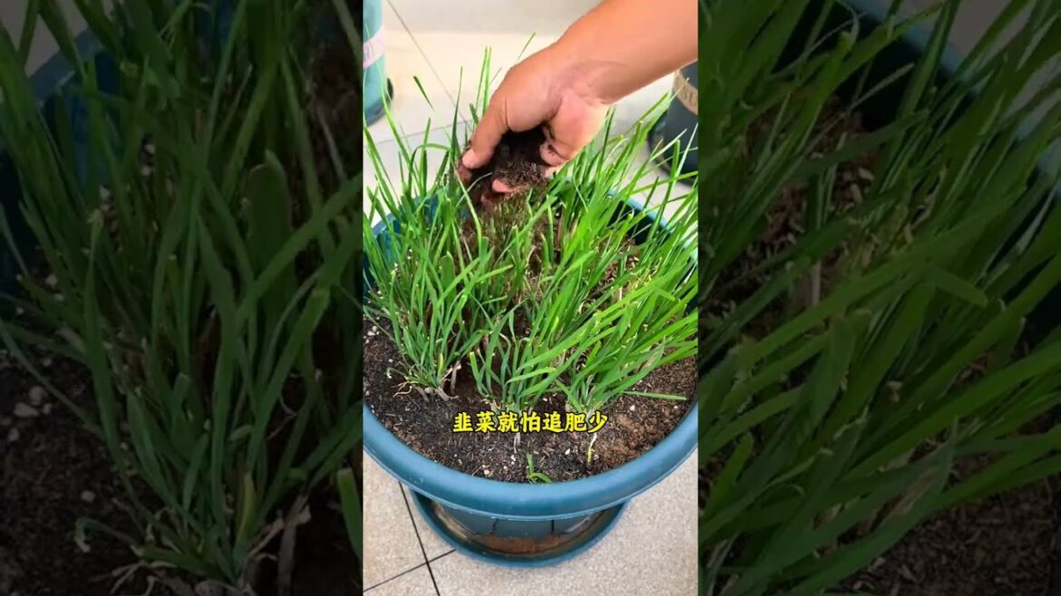 Master This Vegetable Growing Rhyme for Easy, Abundant Harvests