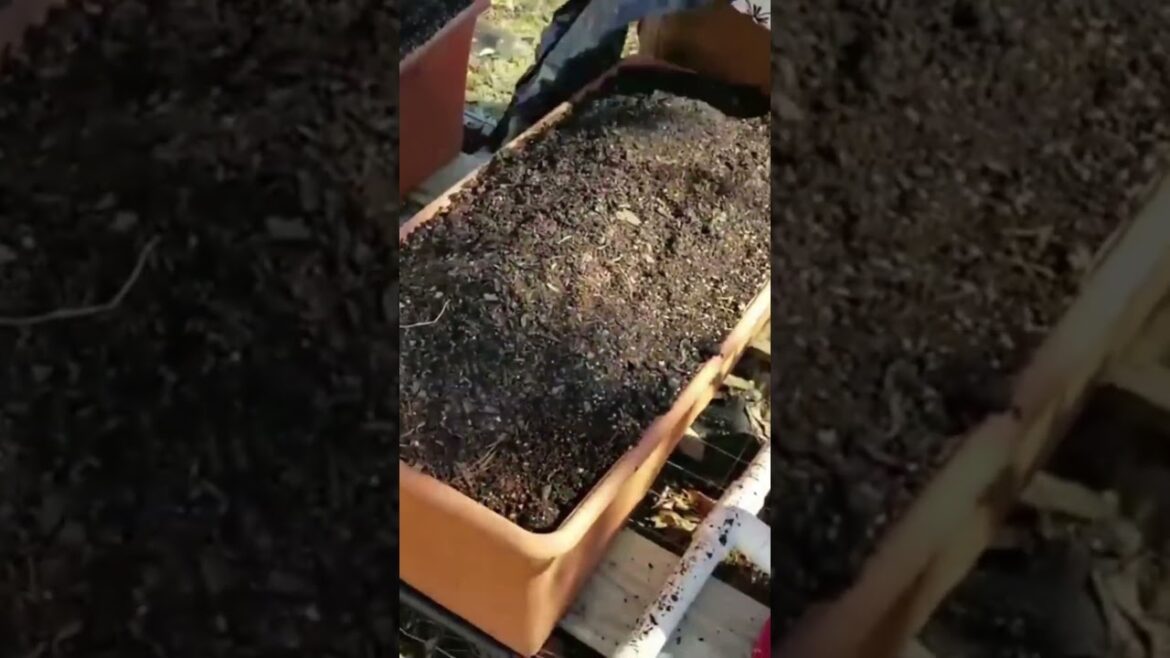 EarthBox Cover Tip That Changes Everything