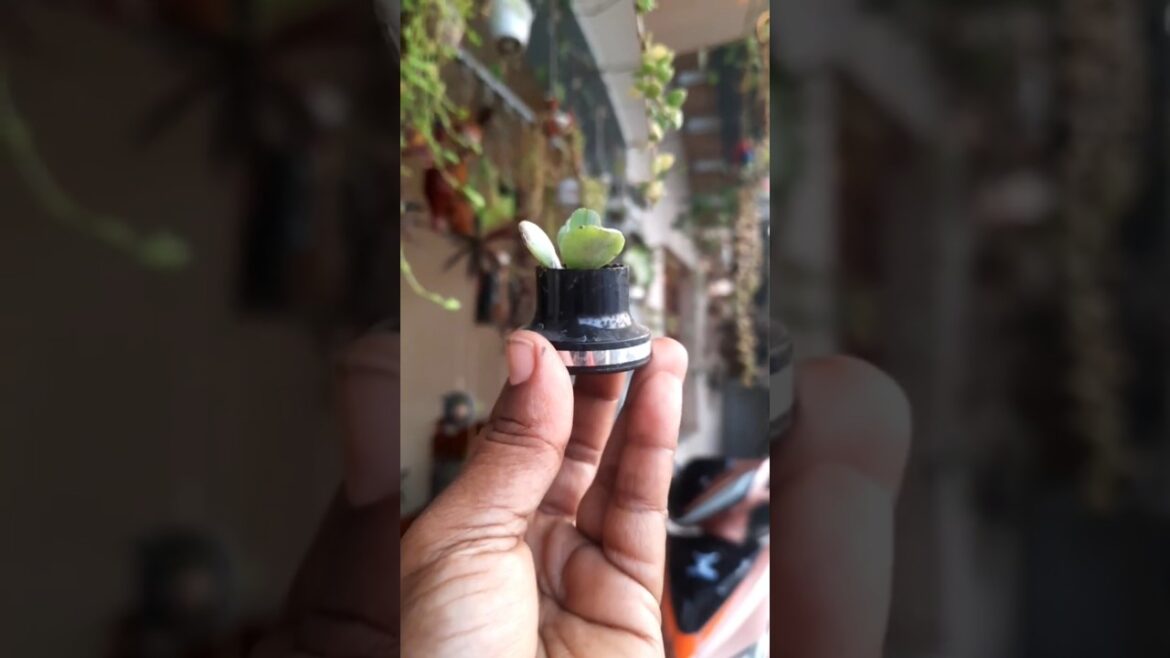 #diy#wastematerialcraft #garden#ytshorts #shortsviral #handmadeplanter