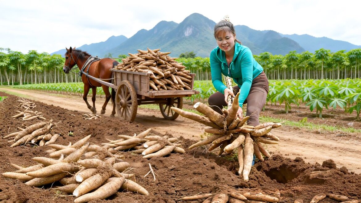 Harvesting 3000 Cassava Roots – Selling at Local Market | Vegetable Gardening Life Harvesting 3000 Cassava Roots – Selling at Local Market | Vegetable Gardening Life