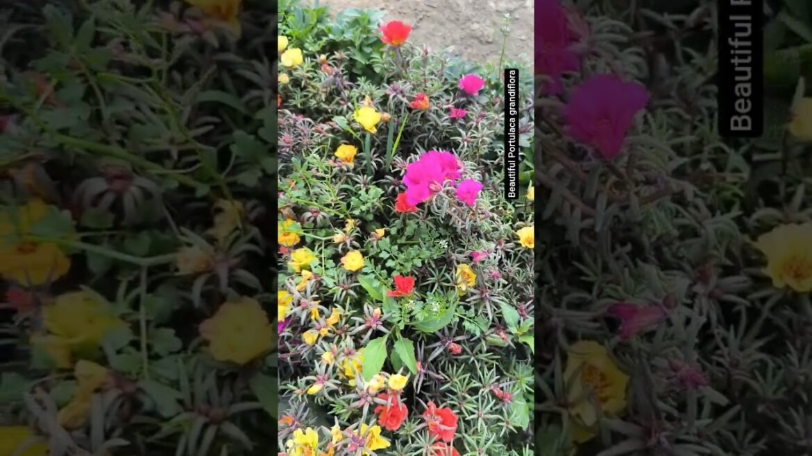 Beautiful Portulaca grandiflora flower || Garden View | #shorts #nature #viral #viralvideo #foryou Beautiful Portulaca grandiflora flower || Garden View | #shorts #nature #viral #viralvideo #foryou