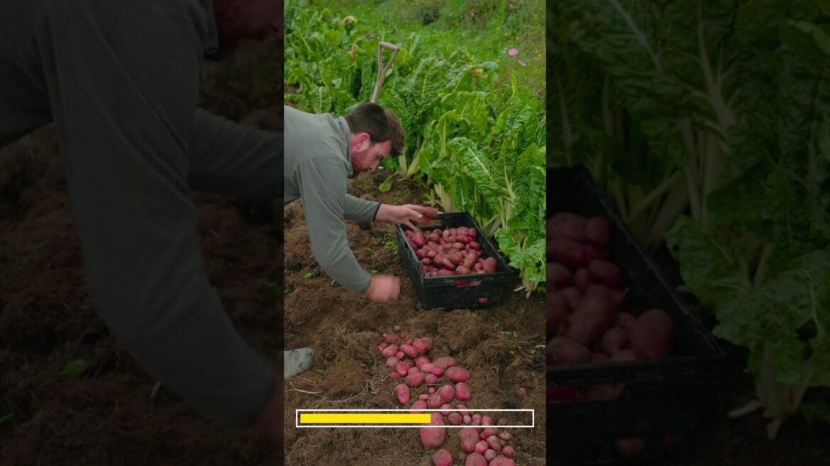 How to Use How to Grow Food in 20 Seconds