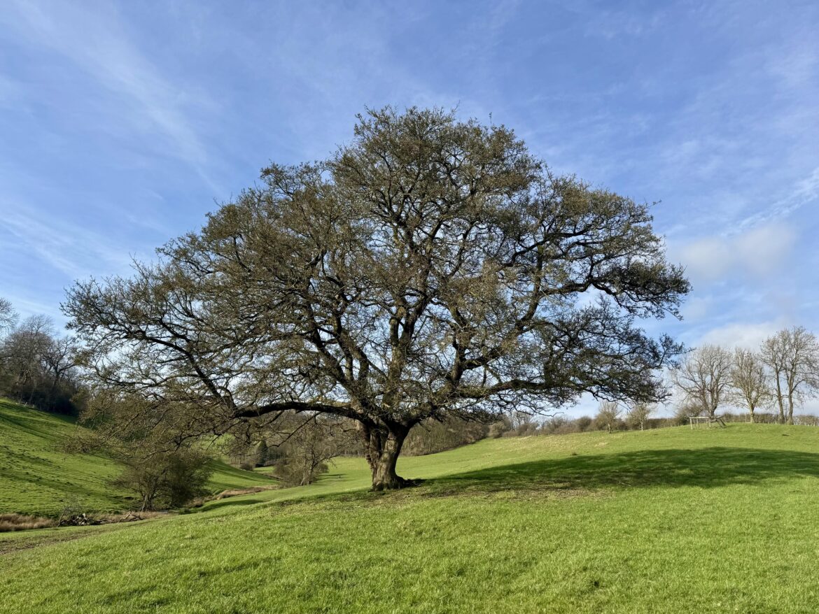 Old English Oak Tree Porn