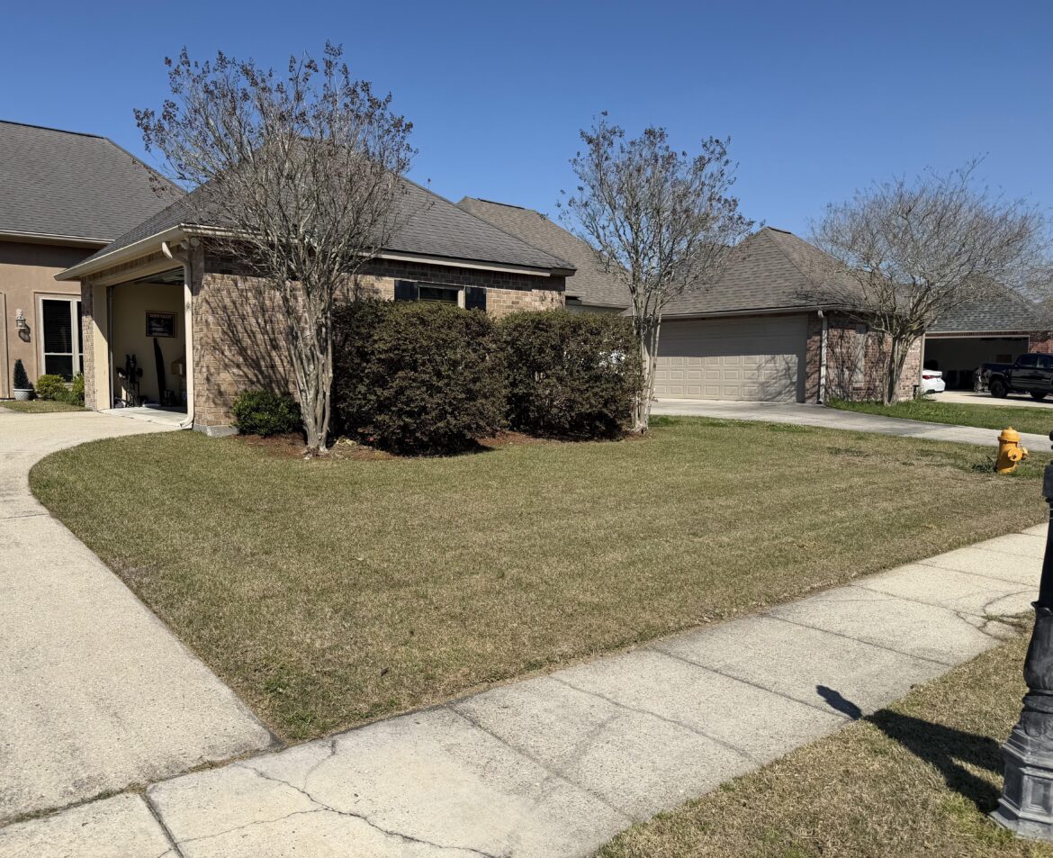 The first year my lawn has looked great after winter. South Louisiana. The first year my lawn has looked great after winter. South Louisiana.