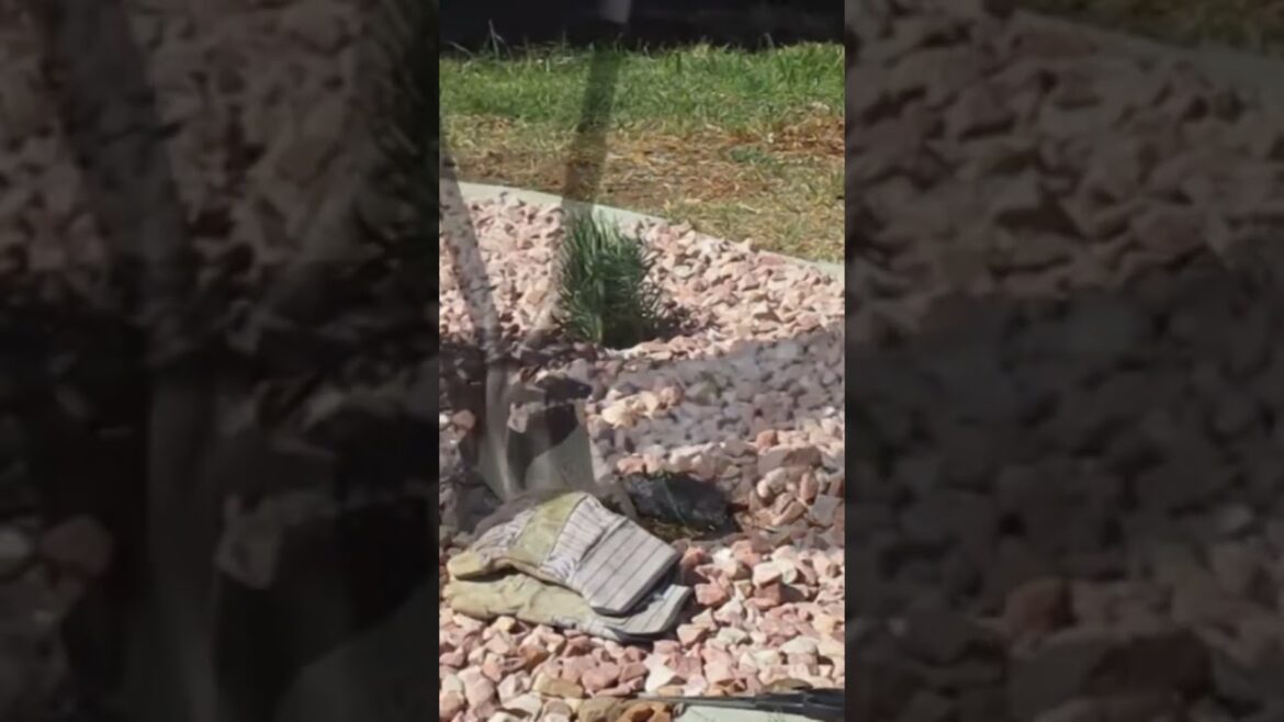 Landscaping Ideas for Backyard #landscape #gardening #diy #lowmaintenanceplants