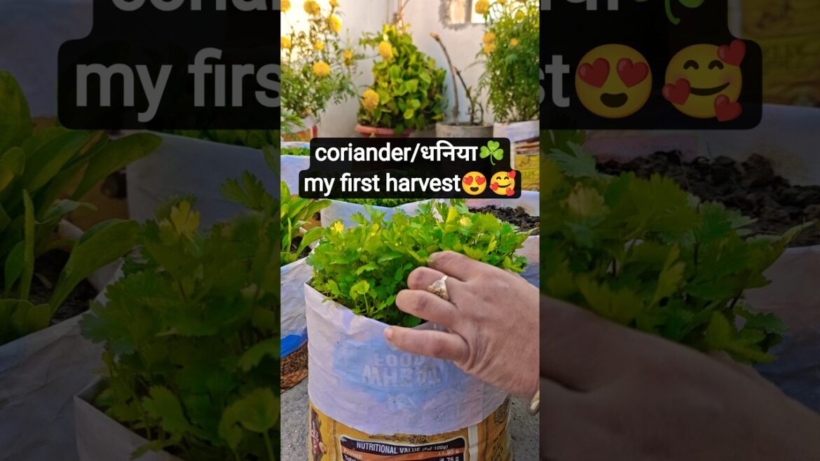 1st harvest at my tarrace Freshness Overload! 🥬🏡#shorts #youtubeshorts #shortsfeed