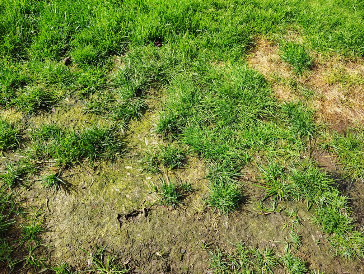 Moss or algae or something else