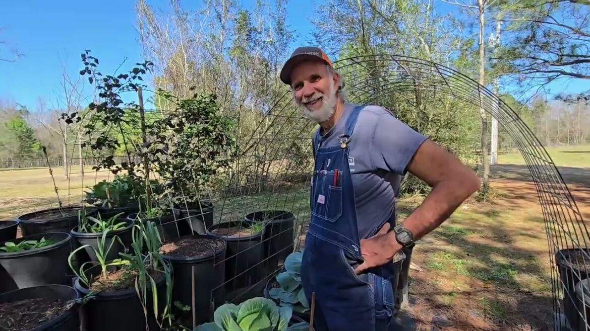 Moving Day and Cauliflower and Cabbage Harvest