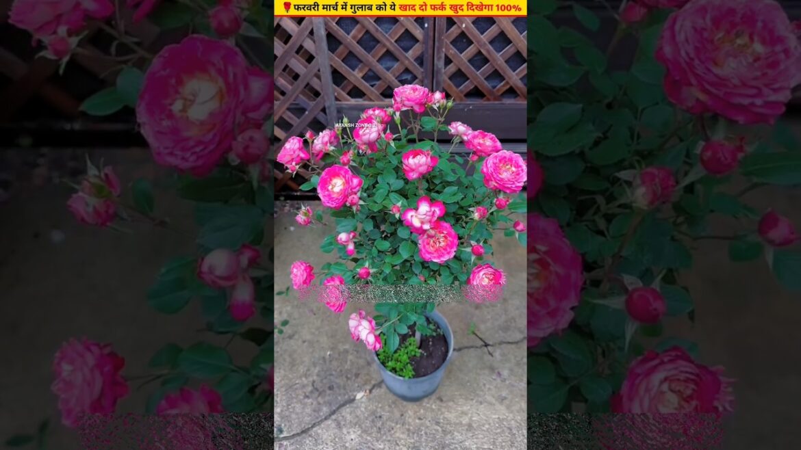 🌹How to get new buds and more flowers in roses #gardening #plantcare #garden