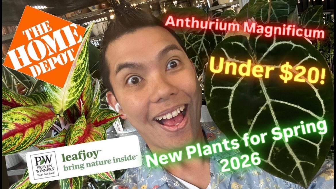 Home Depot Plant Shopping 2026: $20 Anthurium Magnificum & NEW Leafjoy Ruby Rock! New Spring Garden Home Depot Plant Shopping 2026: $20 Anthurium Magnificum & NEW Leafjoy Ruby Rock! New Spring Garden