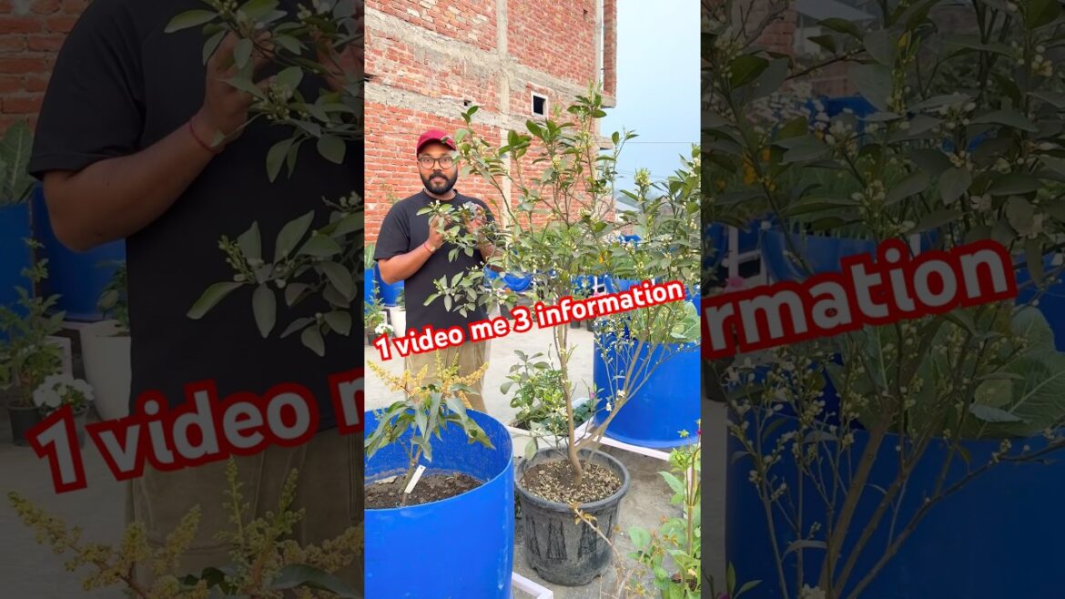 1 video me 3 information #gardening #gardningtips