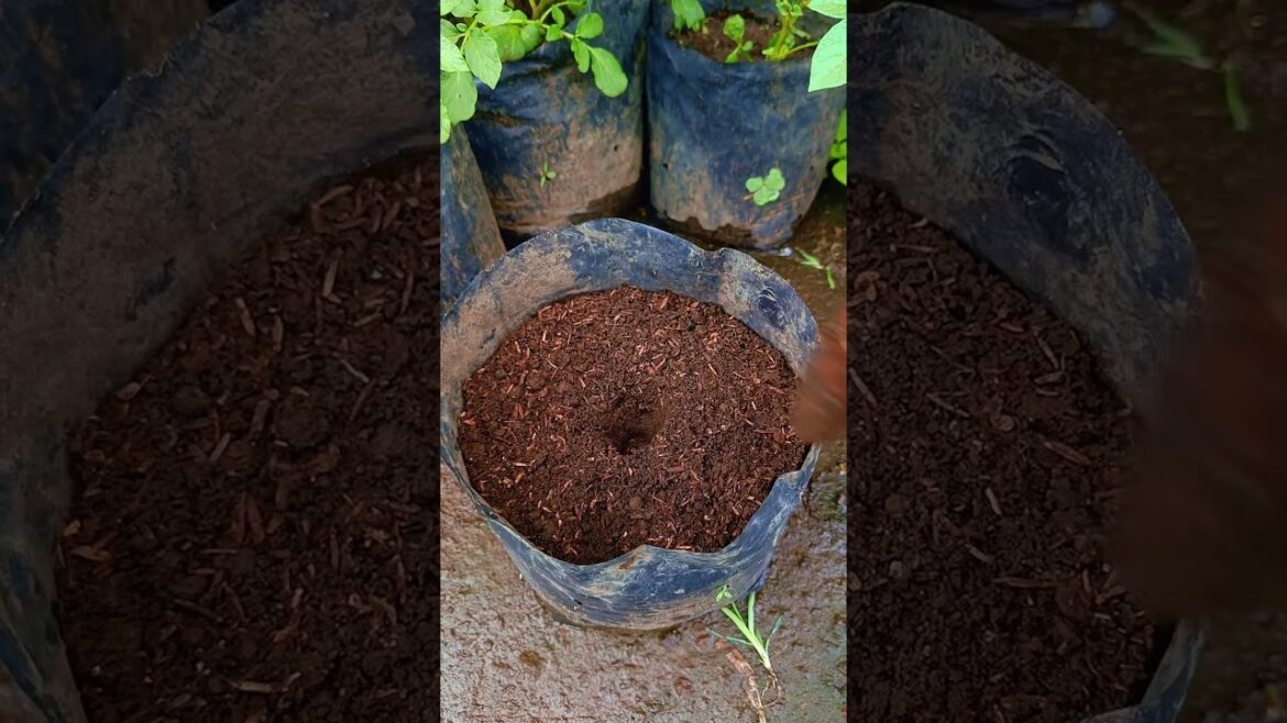 Moving plants from seedling trays to polybags #shorts #garden #satisfying