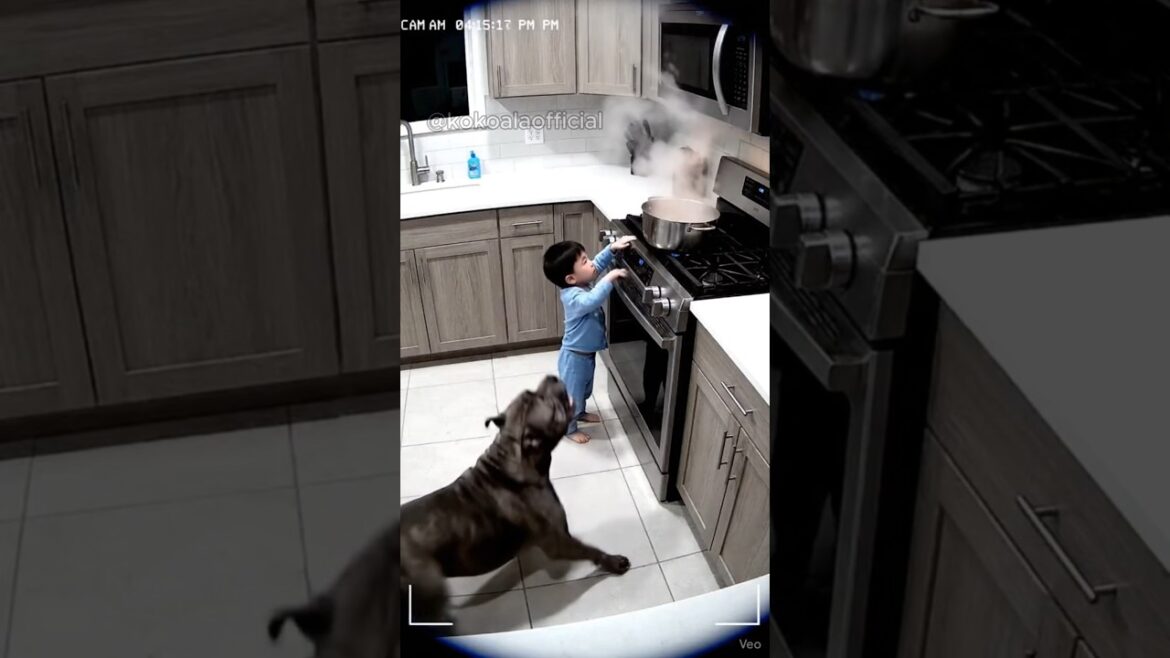 Heroic Dogs Saving Babies Part 2! (The Finale) ππ¨ #dog #shorts #viral Heroic Dogs Saving Babies Part 2! (The Finale) ππ¨ #dog #shorts #viral