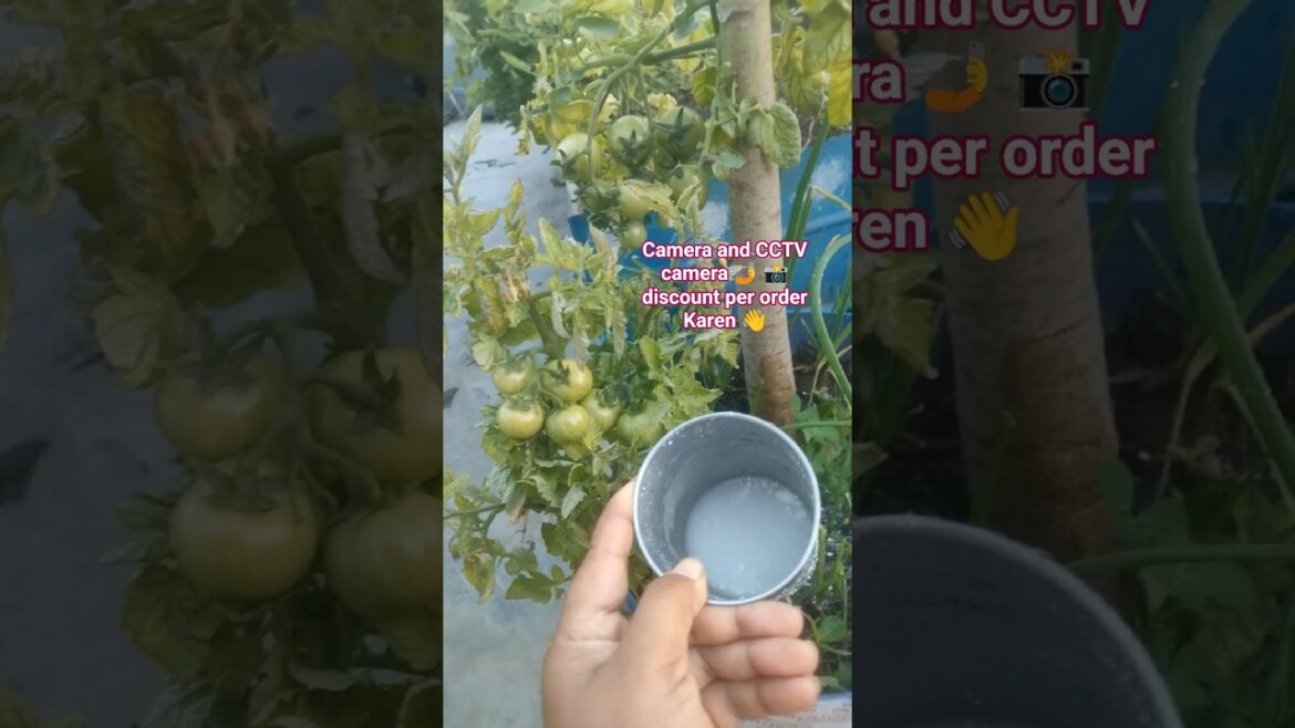 #gardening #viralvideo #youtube #shortvideo #gardening #viralvideo #youtube #shortvideo