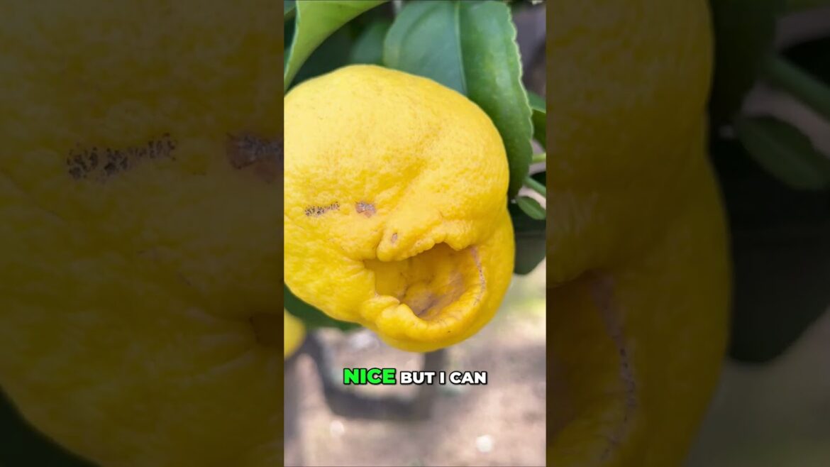 California Lemon Tree OVERLOAD! HUGE Lemons!