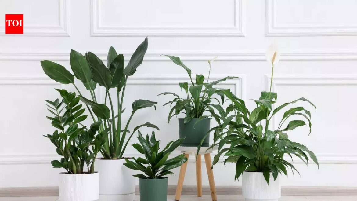 7 indoor plants perfect for small spaces
