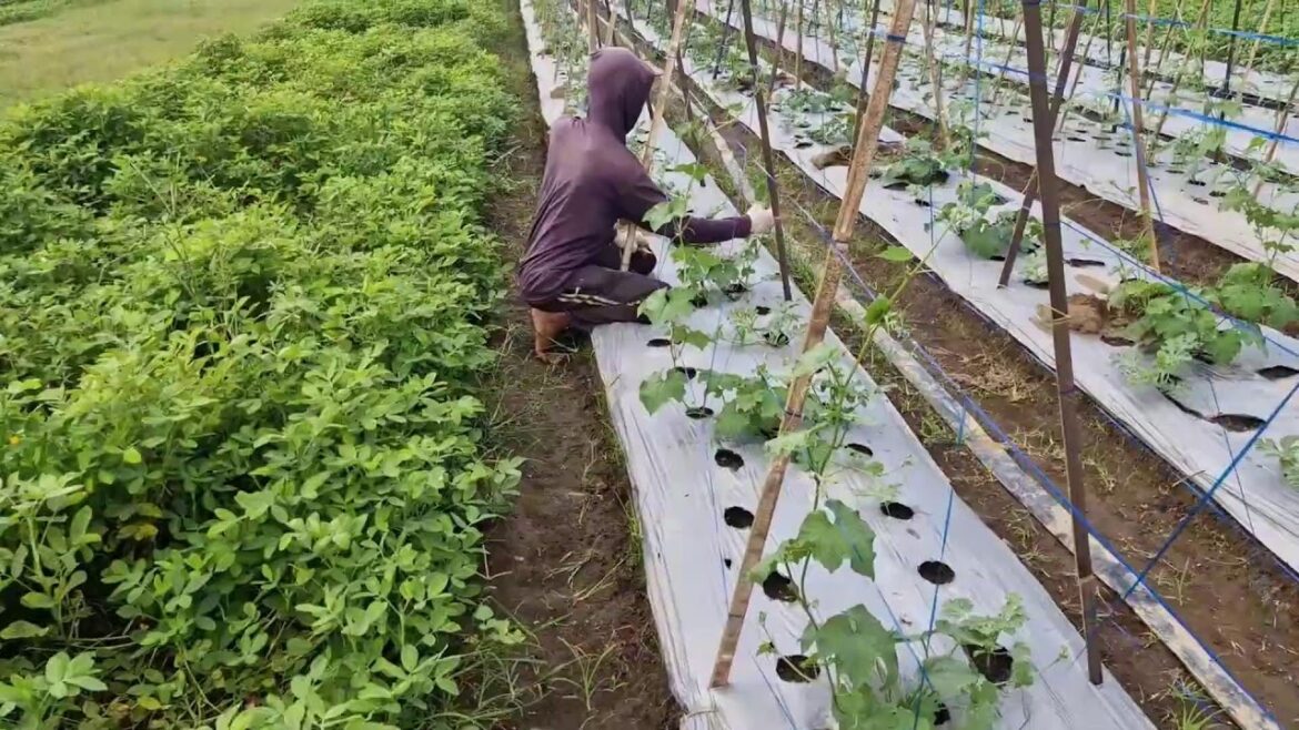MOST SATISFYING FARMING PROCESS: TRAINING LONG BEAN VINES BY HAND!-agriculture trends