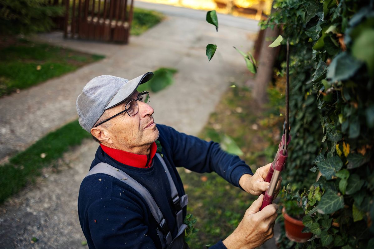 Senior gardener man wearing glasses and cap, standing outside cutting evergreen ivy on a fence. Leaves falling