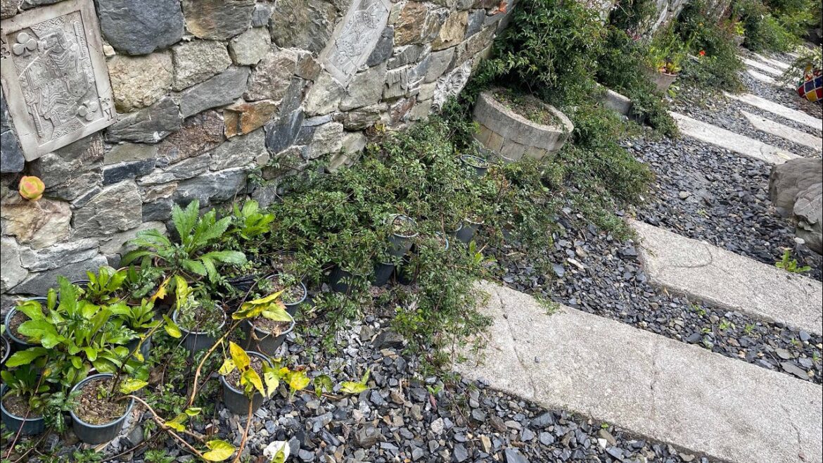 Propagating a constant supply of Jasmine