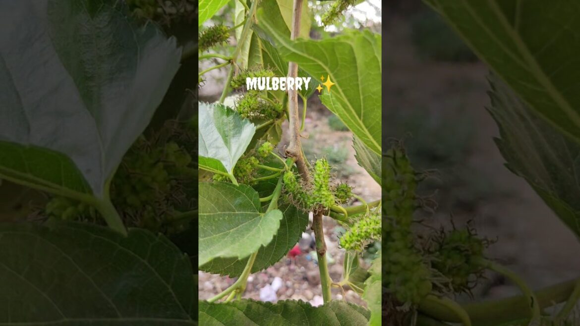 Nature’s candy 🍇#youtubeshorts #gardening #mulberrytree Nature’s candy 🍇#youtubeshorts #gardening #mulberrytree
