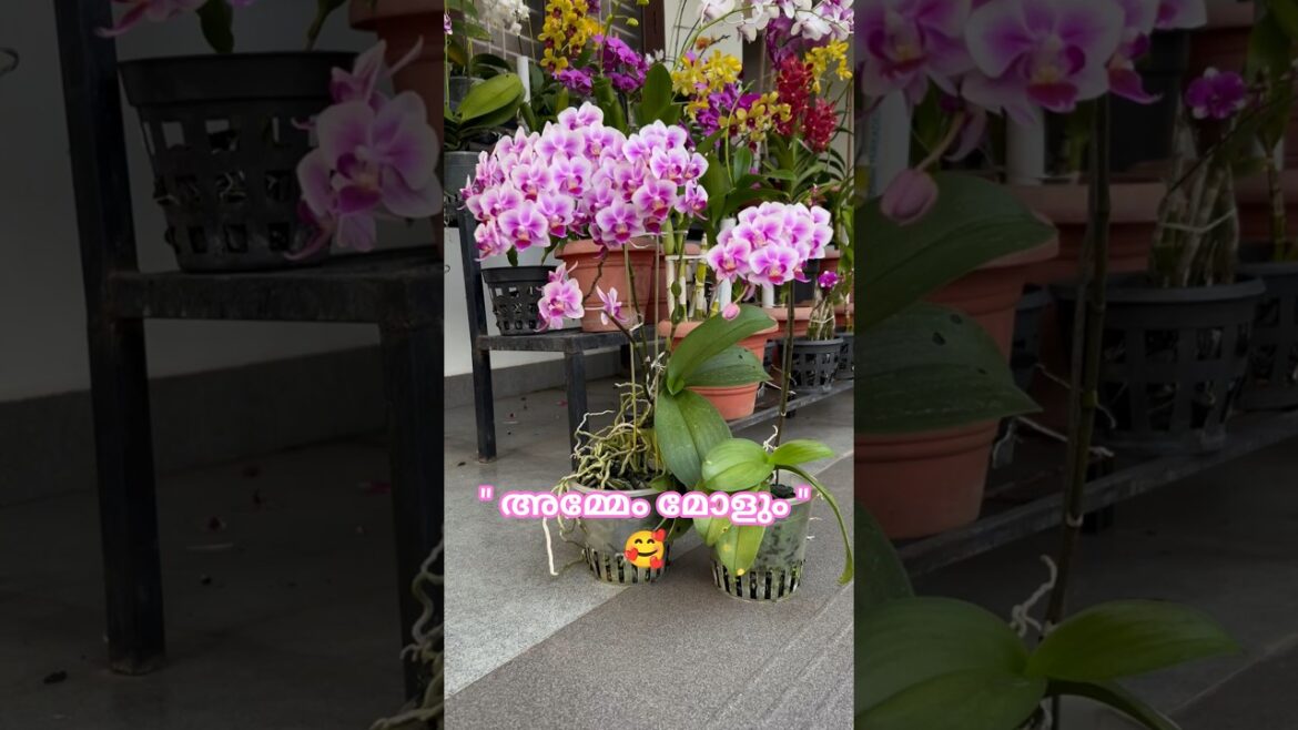 Phalaenopsis Mom & Daughter 🌸 / Orchid Offshoot Separation Tip / Garden Tips by Leena