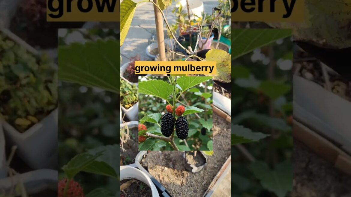 Growing mulberry in pots#mulberry fruit