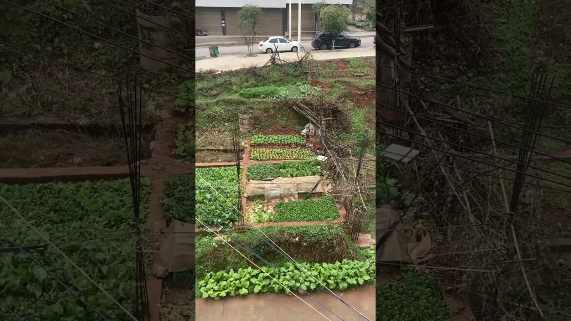 This Garden Design is Pure Genius #satisfying #gardentransformation #shorts