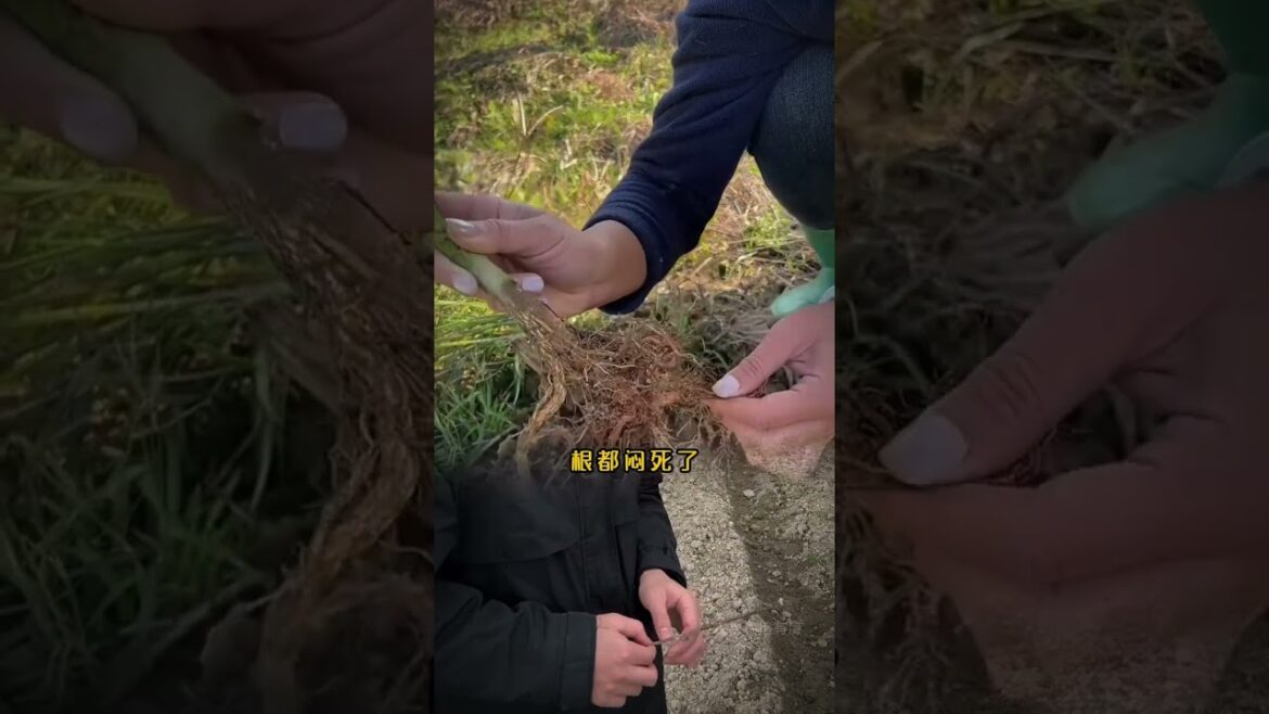 Master Your Vegetable Garden: Weed Control Tips for Beginners