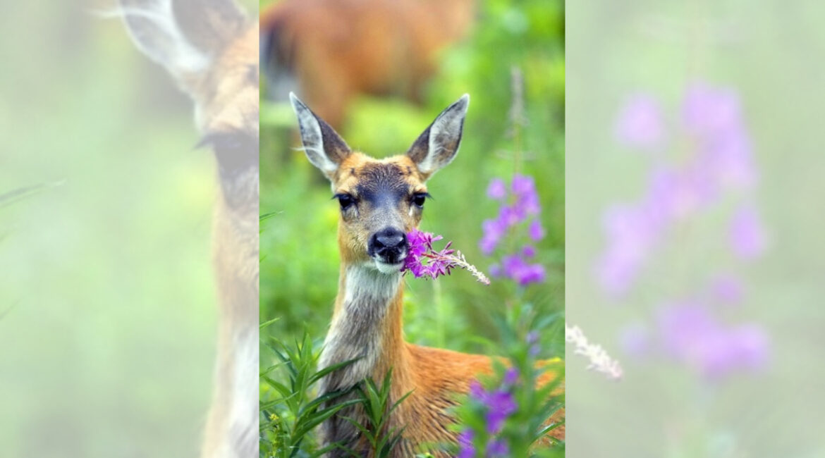 Gardening With Deer Resistant Plants Gardening With Deer Resistant Plants