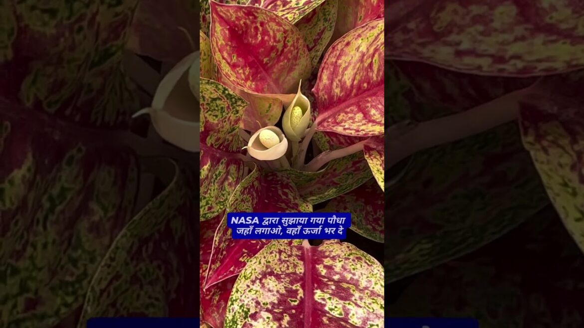 NASA द्वारा पसंद अग्लोनिमा  कम रोशनी में भी बढ़े, घर को दे फ्रेश लग्ज़री लुक!