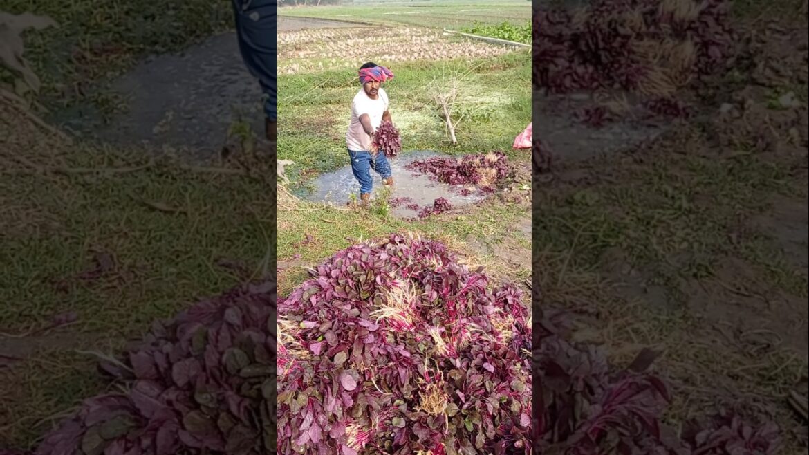 Morning Cleaning & Packing of Red Amaranth (লাল শাক) #shorts