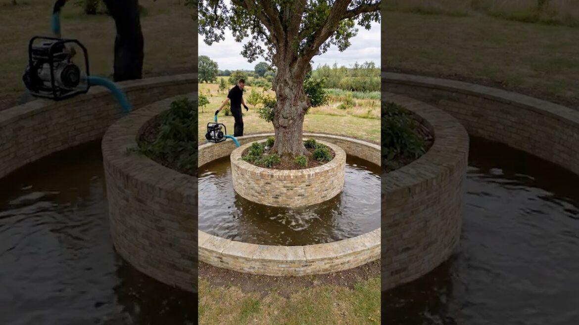 Turning a Simple Tree Into a Stunning Koi Pond Garden Oasis