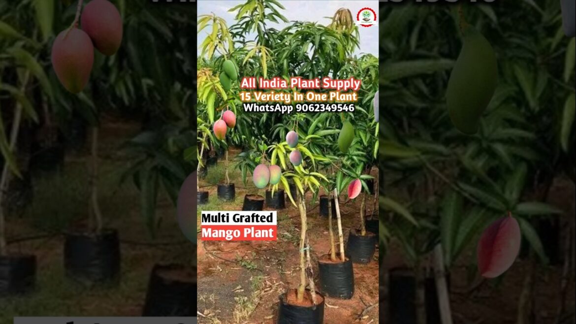 एक ही पौधे पर 15 किस्म के आम/बहु-ग्राफ्टेड आम का पौधा /व्हाट्सएप 9062349546 #gardening #fruittree