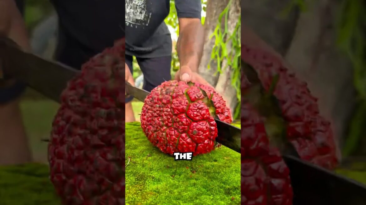 Top 5 Most Poisonous Fruits in the World — Beautiful but Deadly! Top 5 Most Poisonous Fruits in the World — Beautiful but Deadly!