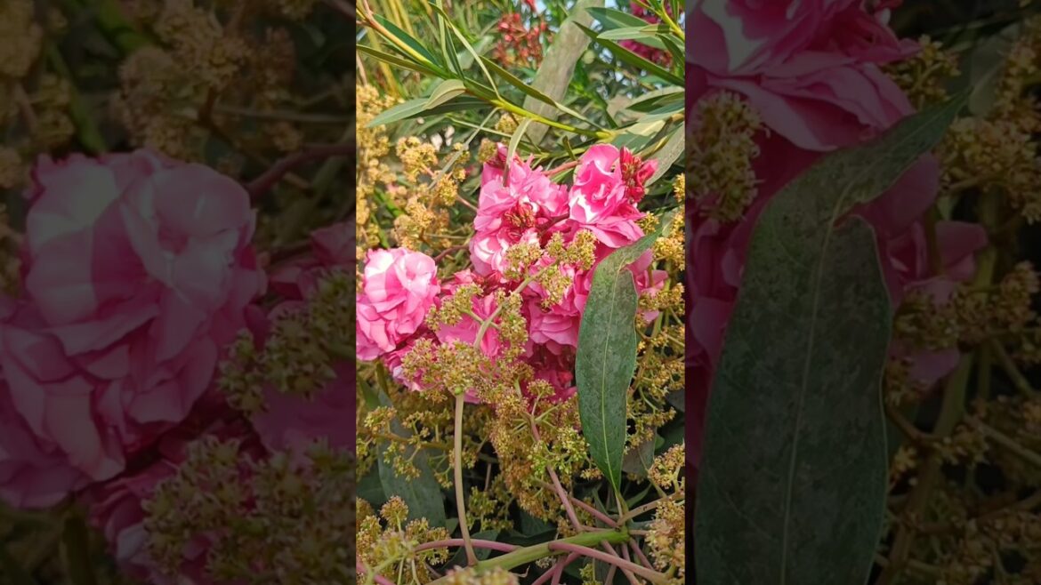 Beautiful Oleander Flower 🌷#shorts