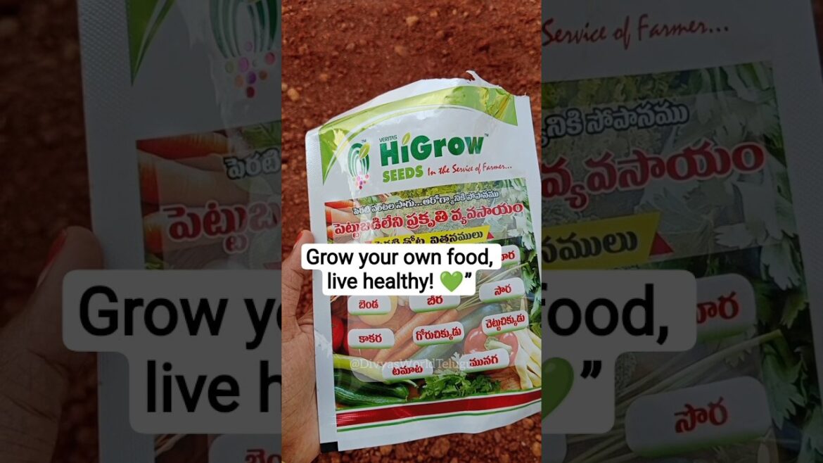 HiGrow Vegetable Seeds Combo 🌱 | Intlo Mini Garden Ela Start Cheyali? | DivyasWorldTelugu#shorts HiGrow Vegetable Seeds Combo 🌱 | Intlo Mini Garden Ela Start Cheyali? | DivyasWorldTelugu#shorts