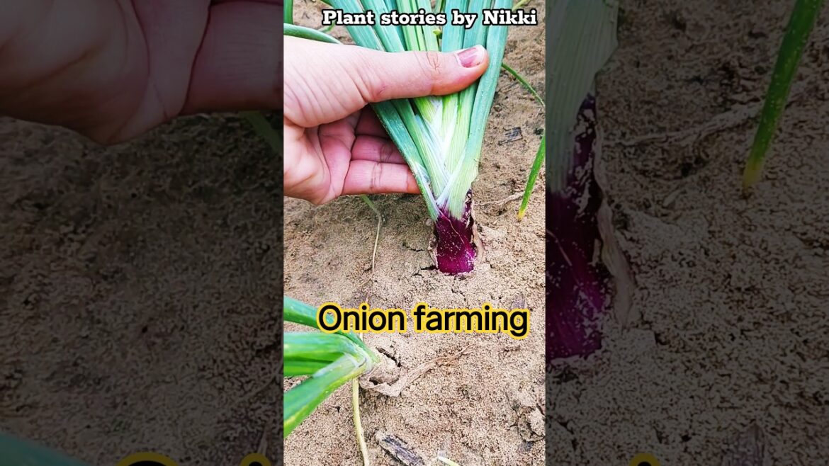 Tricks to grow bigger onions #smartfarming #organicfarming #gardentips #youtubeshorts #shortvideo
