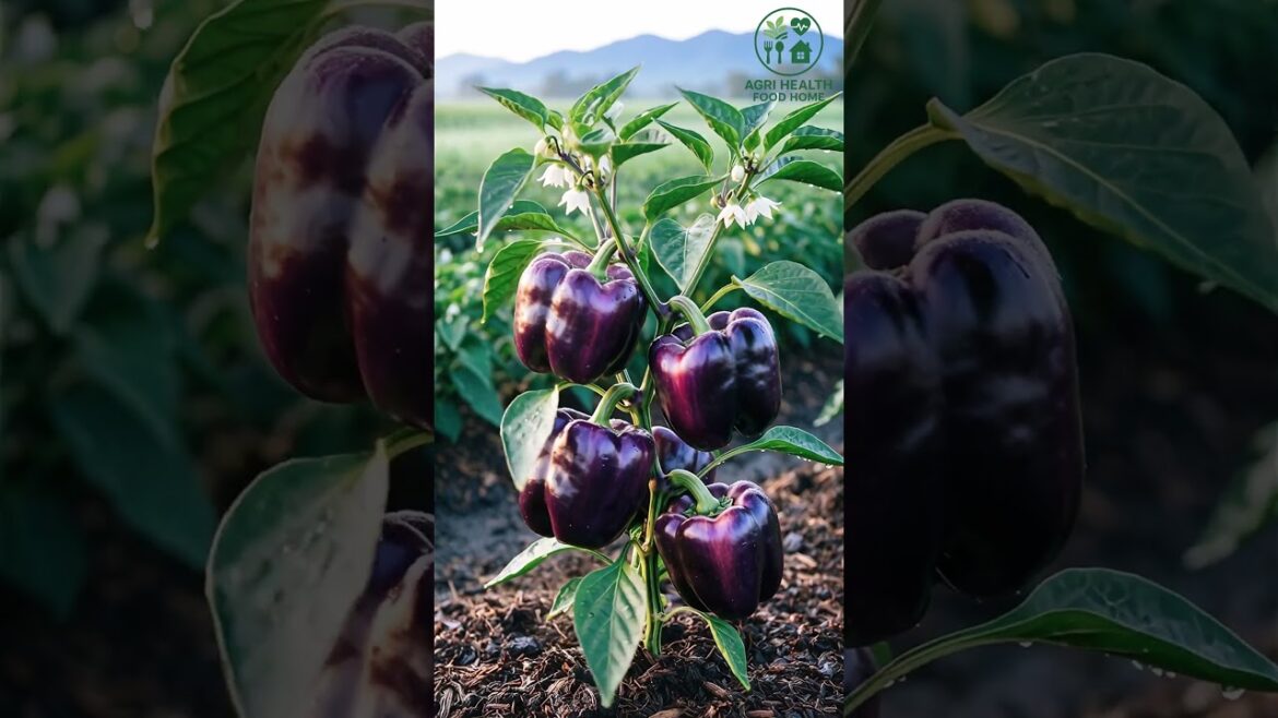 Ultimate Bell Pepper Variety Showcase: Red-Orange, Purple-Black & White Beauties! 🌶️🌈🫑