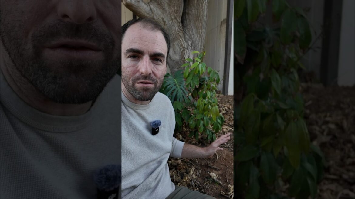 I Planted a Lychee Tree 4 Years Ago and Here’s the Update! #growyourownfood