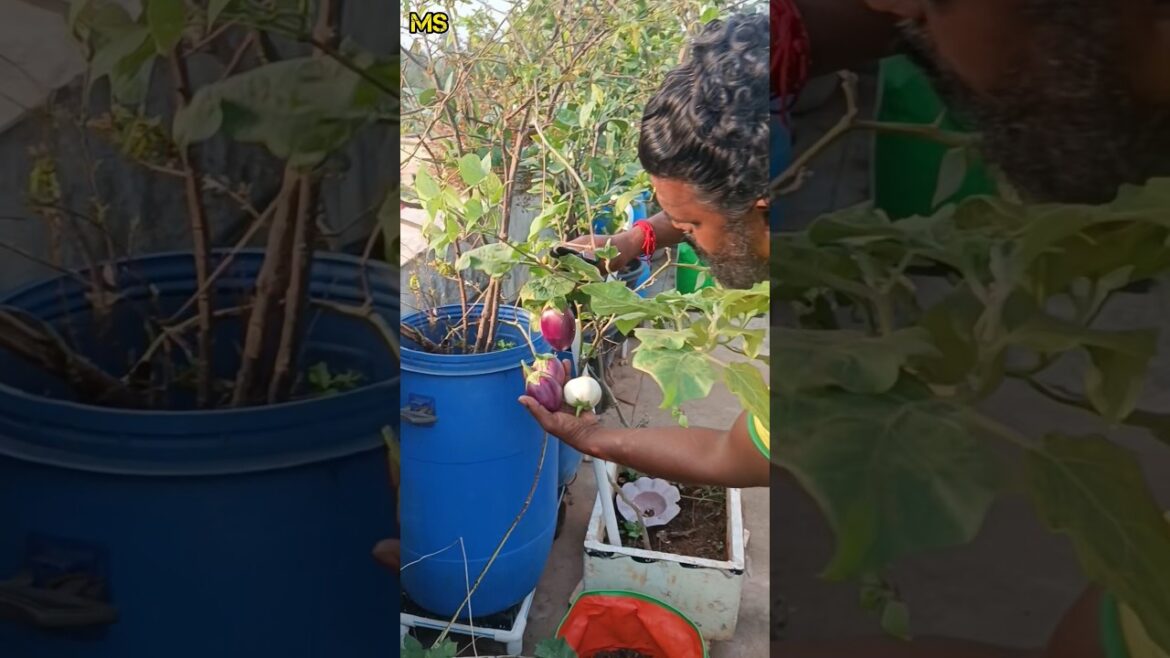 காய்கறி அறுவடை #garden #gardening #agri #farming #vegetables #agriculture #harvest #terracegarden #