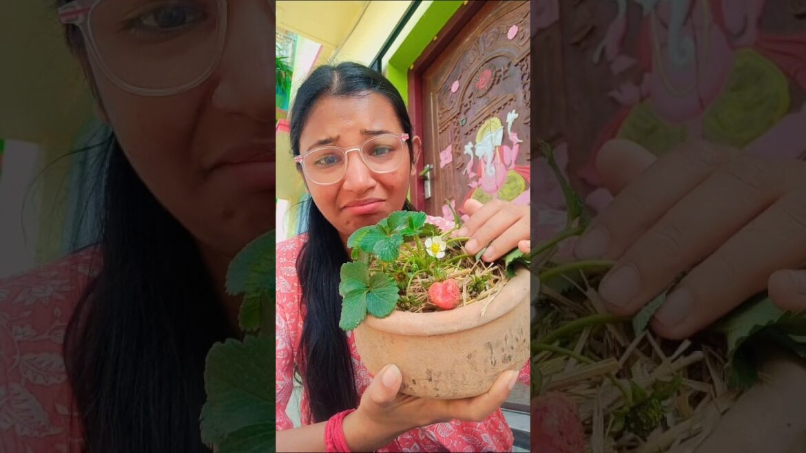 বাগানের প্রথম স্ট্রবেরীটার একি অবস্থা?#plants  #gardening#gardeningtips