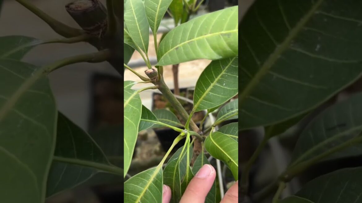 #Houseplants #2026 #247 Mango | Mangifera indica | Alphonso | Raspuri | Tommy Atkins | Ataulfo #Houseplants #2026 #247 Mango | Mangifera indica | Alphonso | Raspuri | Tommy Atkins | Ataulfo