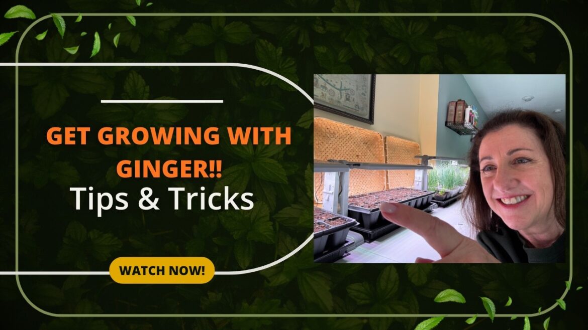 Growing Ginger!  #ginger #vegetablegardening #rizomes