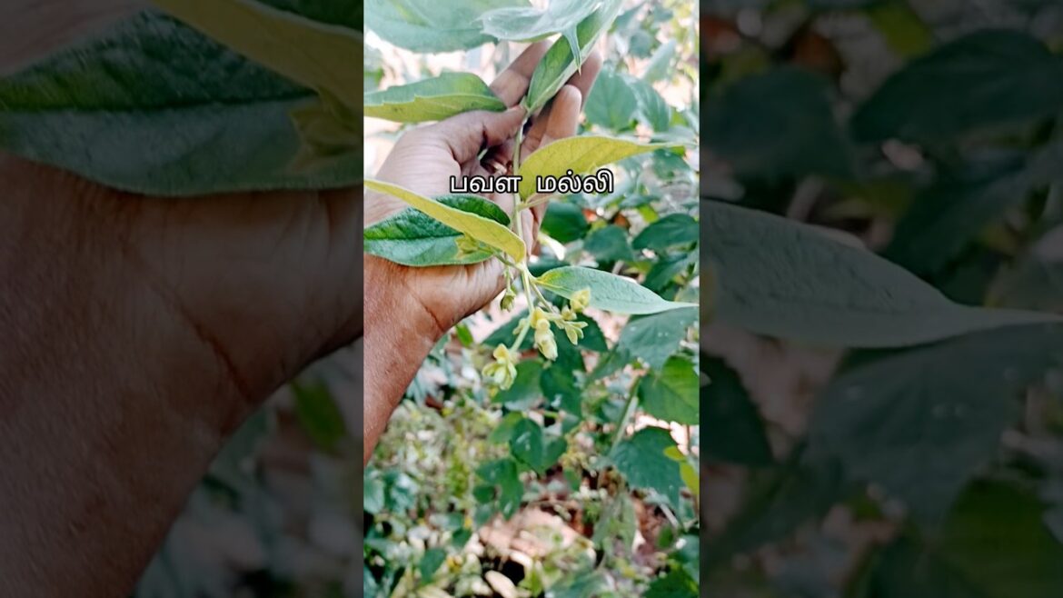 #பவளக்கொடி #pavalamalli #malli #jasmine #gardening #gardeningtips #seeds #farming #homegarden #tips