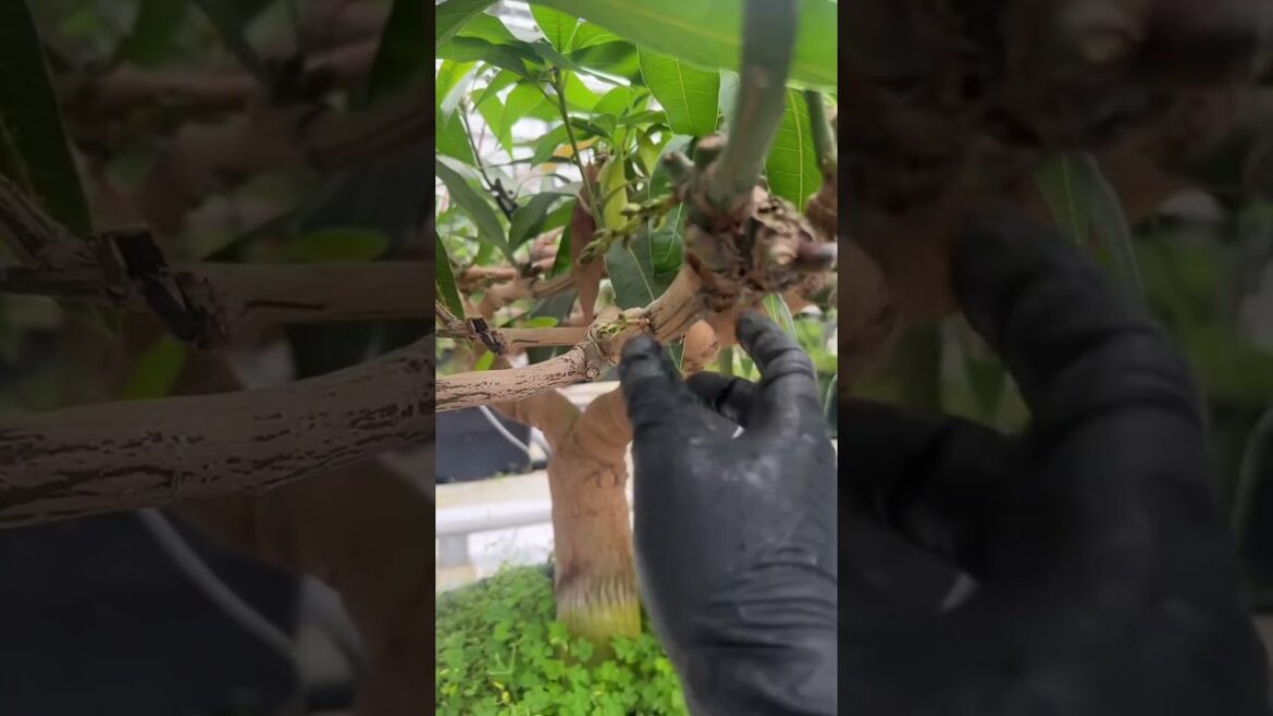 #Houseplants #2026 #252 Mango | Mangifera indica | Alphonso | Raspuri | Tommy Atkins | Ataulfo #Houseplants #2026 #252 Mango | Mangifera indica | Alphonso | Raspuri | Tommy Atkins | Ataulfo