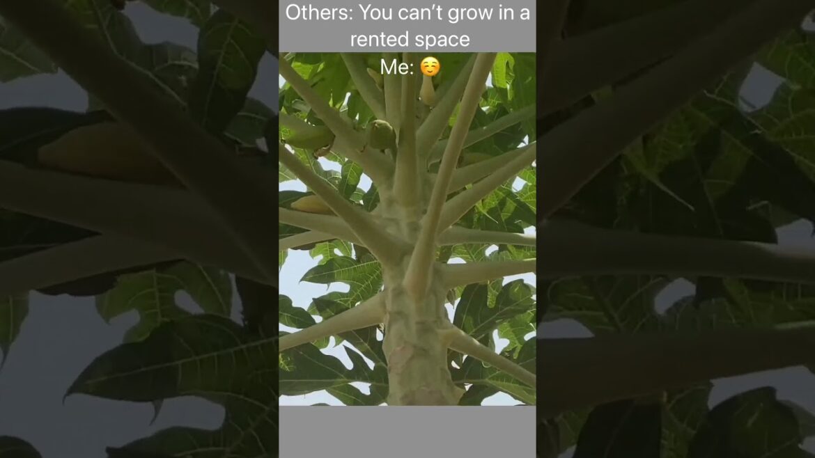 Growing Trees In My Backyard Garden #shorts