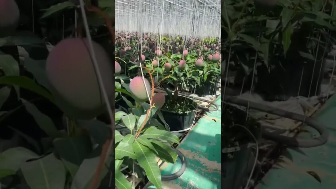 #Houseplants #2026 #244 Mango | Mangifera indica | Alphonso | Raspuri | Tommy Atkins | Ataulfo