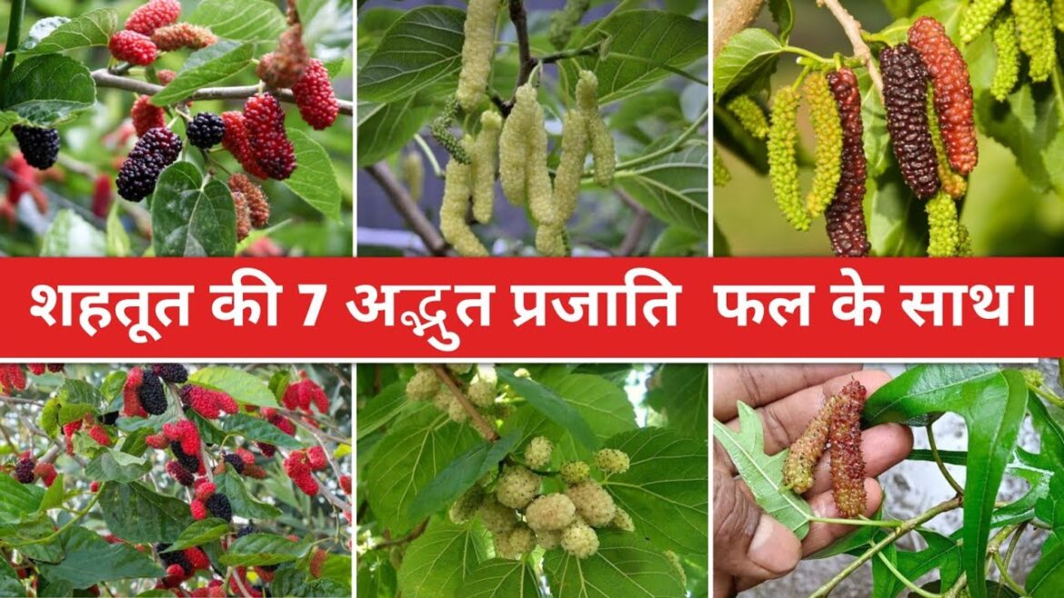 शहतूत  की 7 अद्भुत प्रजाति वो भी फल के साथ ।| Avadh Nursery | Online plant | Malihabad | Lucknow
